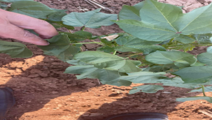 Pamukta ilk koza evresinde çiçek açmaya başladı