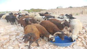 Pazara inmeden fiyatları yükseldi