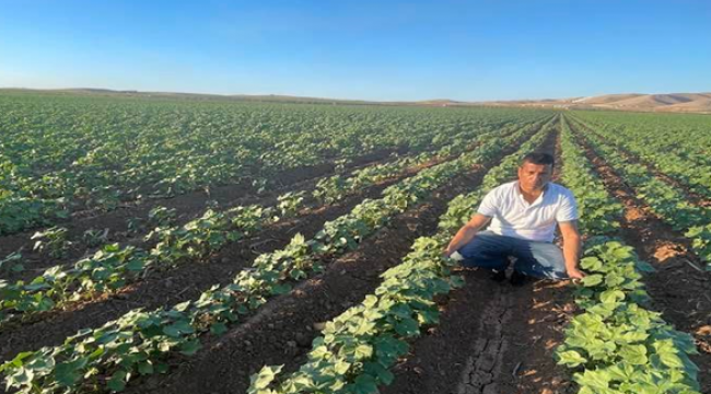 Şanlıurfa'da pamukta görülen hastalıklara karşı ilaçlama başladı