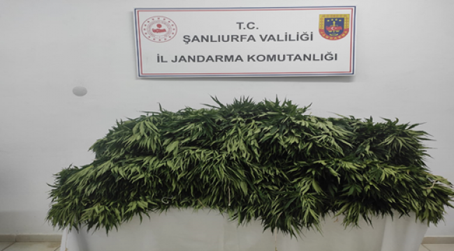 Şanlıurfa'da uyuşturucu operasyonu  