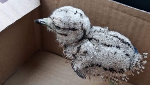 Sanlıurfa'da yaralı bulunan toy kuş yavrusu tedavi altına alındı