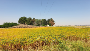 Şanlıurfalı çiftçilerin yeni alternatif ürününde hasat zamanı