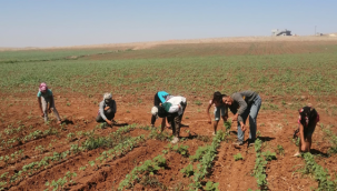 Tarım İşçileri Çocukların Zorlu Mücadelesi