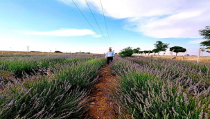 Terörden arındırılan Suruç'ta lavanta yetiştiriliyor