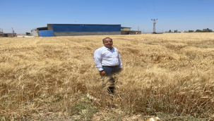 TMO hububat alım fiyatlarını artırdı