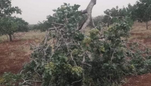 Urfa'da  fırtına ağaçları yerinden söktü