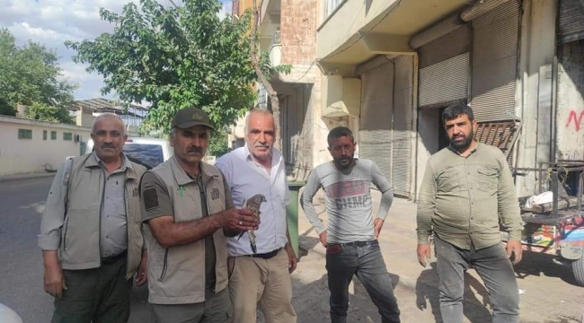 Urfa'da kukumav ile kerkenez kuşu koruma altına alındı
