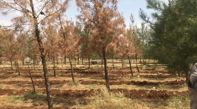UZMAN EKİPLER SULETEPE GÖLETİ MESİRE ALANINDA KURUYAN AĞALARIN NEDENİNİ İNCELEDİ