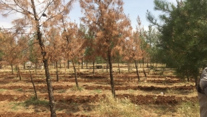 UZMAN EKİPLER SULETEPE GÖLETİ MESİRE ALANINDA KURUYAN AĞALARIN NEDENİNİ İNCELEDİ