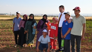 Vali Ayhan, Pamuk tarlasında çapa yaptı 