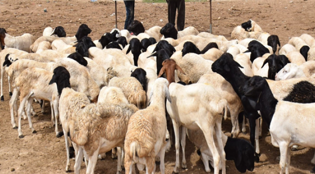 Hayvan Pazarlarında "Kurban" Hareketliliği