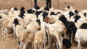 Hayvan Pazarlarında "Kurban" Hareketliliği