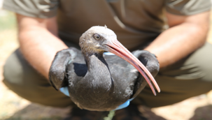 Kelaynaklar göç yolunu tuttu