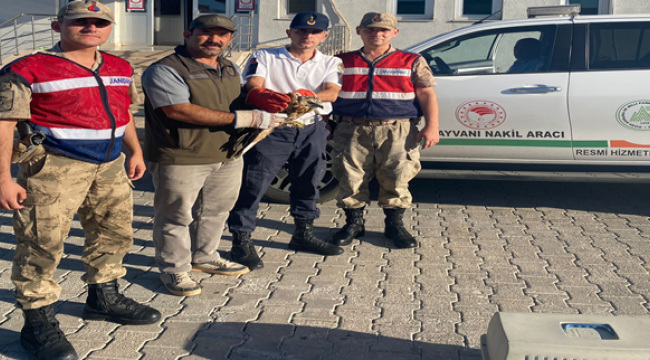 Kızıl Şahin Urfa'da Tedavi Altına Alındı