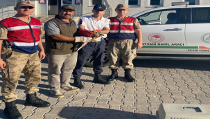 Kızıl Şahin Urfa'da Tedavi Altına Alındı