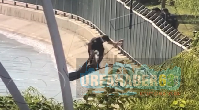 Şanlıurfa'da kanala düşen kadının imdadına polis yetişti