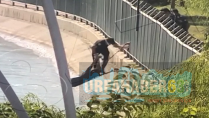 Şanlıurfa'da kanala düşen kadının imdadına polis yetişti