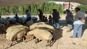 Şanlıurfa'da vatandaşların kurban kesim telaşı başladı