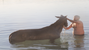 Sıcaktan bunalan atlar Fırat'ta serinliyor