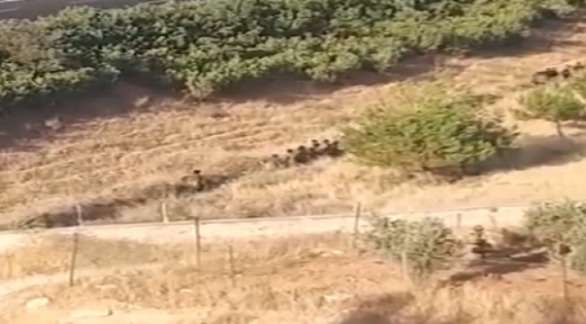 Afganlar fıstık bahçesine bırakıldı