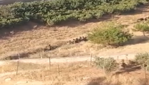 Afganlar fıstık bahçesine bırakıldı