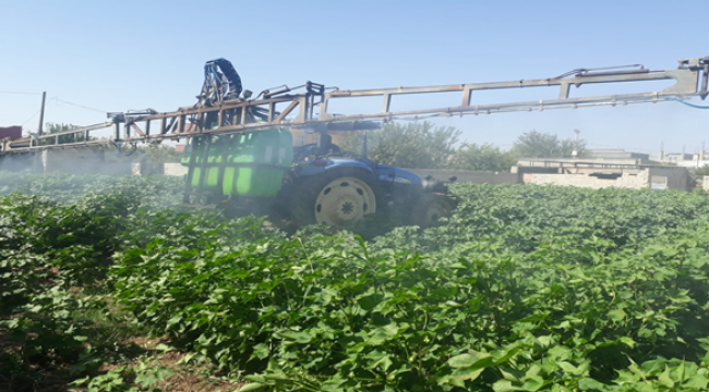 Beyaz altında ilaçlama devam ediyor 