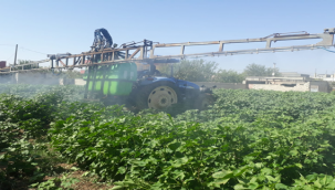 Beyaz altında ilaçlama devam ediyor 