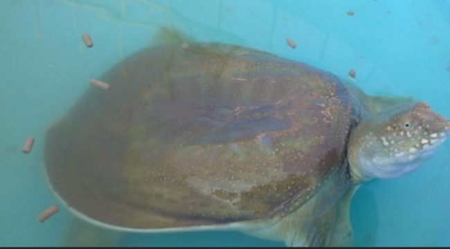 Birecik'te görüldü 