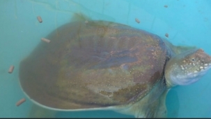 Birecik'te görüldü 