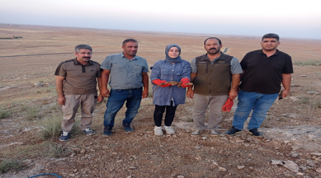 Nesli tükendi tükenecek! olan çöl varanı Şanlıurfa'da görüldü