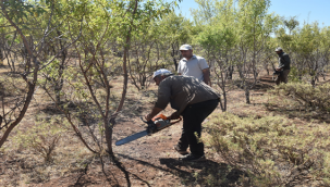 Ormanlarında Sıklık Bakımı