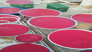 Salça Sezonu Açıldı