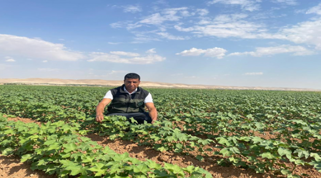 Şanlıurfa'da mercimekte yüzde elli hibe başladı