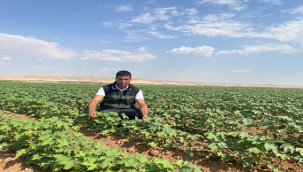 Şanlıurfa'da mercimekte yüzde elli hibe başladı