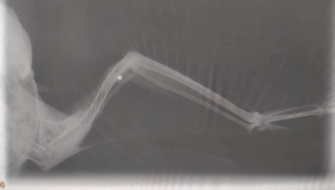 Şanlıurfa'da yaralı Kızıl Şahin bulundu 