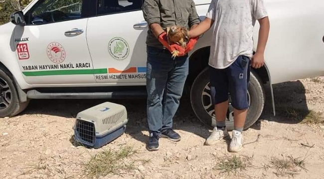 Şanlıurfa'da yaralı kızıl şahin tedavi altına alındı