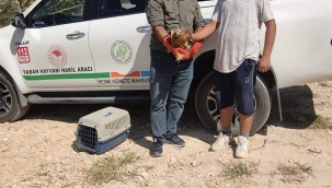 Şanlıurfa'da yaralı kızıl şahin tedavi altına alındı