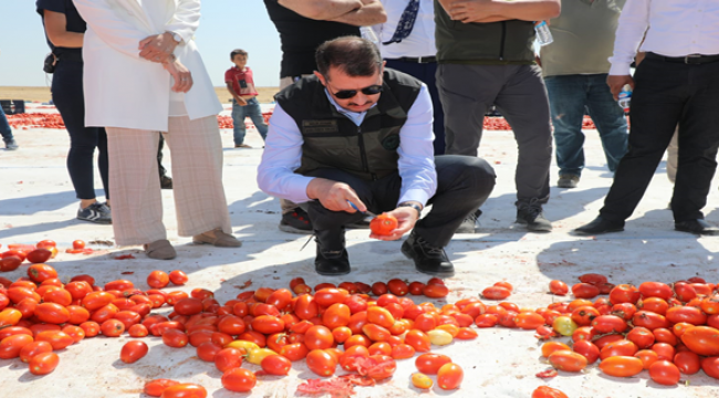 Siverek'ten üç kıtaya ihraç ediliyor
