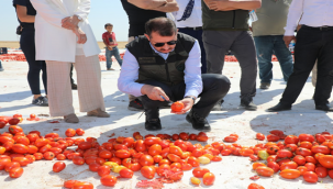 Siverek'ten üç kıtaya ihraç ediliyor