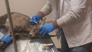 Tedavi edilip doğaya bırakıldı 