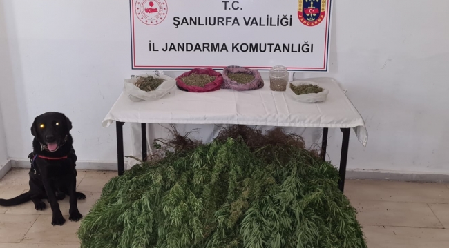 Urfa"da uyuşturucu operasyonu