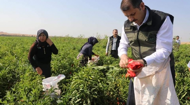 Yılın İlk isot hasadına Vali Ayhan, katıldı 