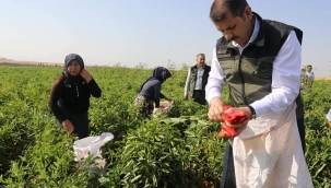 Yılın İlk isot hasadına Vali Ayhan, katıldı 