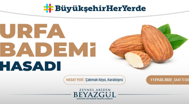Büyükşehir'den Tarlada Badem Hasadı Etkinliği