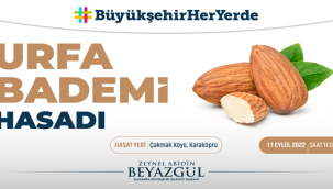 Büyükşehir'den Tarlada Badem Hasadı Etkinliği