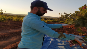 Fıstığın anavatanı Şanlıurfa'da hasat devam ediyor