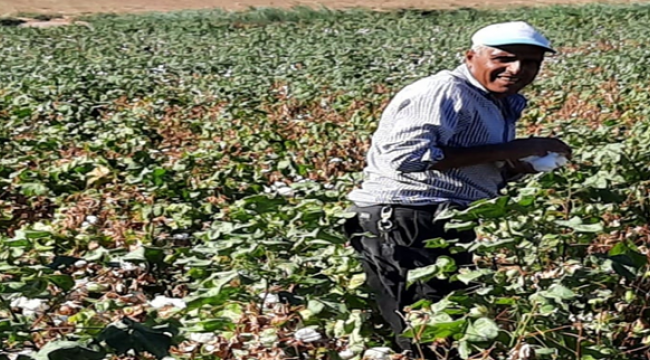 Harran Ovasında Beyaz Altın Pamuk hasadı başladı