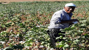 Harran Ovasında Beyaz Altın Pamuk hasadı başladı