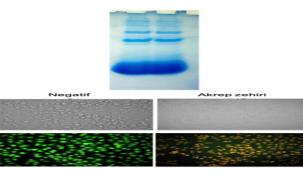 Harran Üniversitesi'nde Akrep zehrinden meme kanseri ilacı geliştiriliyor
