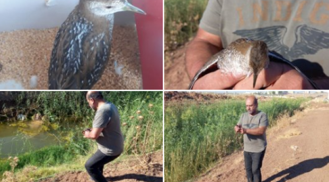 Şanlıurfa'da Kara benekli su tavuğu tedavi edildi